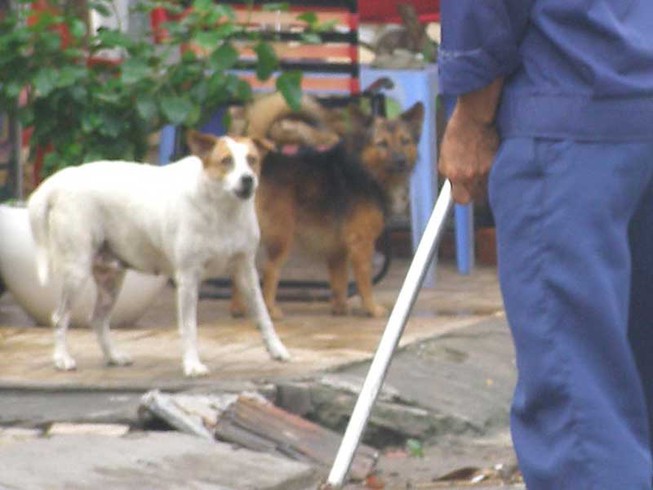 Xử phạt chó phóng uế Xử phạt chó phóng uế