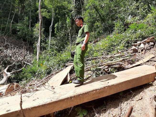 Chế tài xử lý hành vi phá rừng.