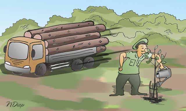 Thực trạng của hành vi chặt phá rừng.