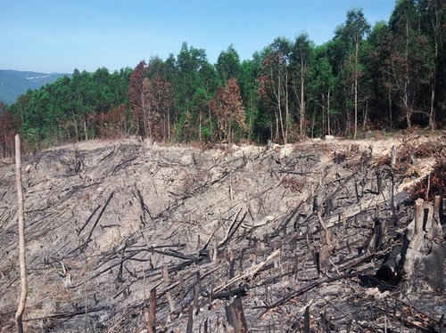 Hậu quả của việc chặt phá rừng.