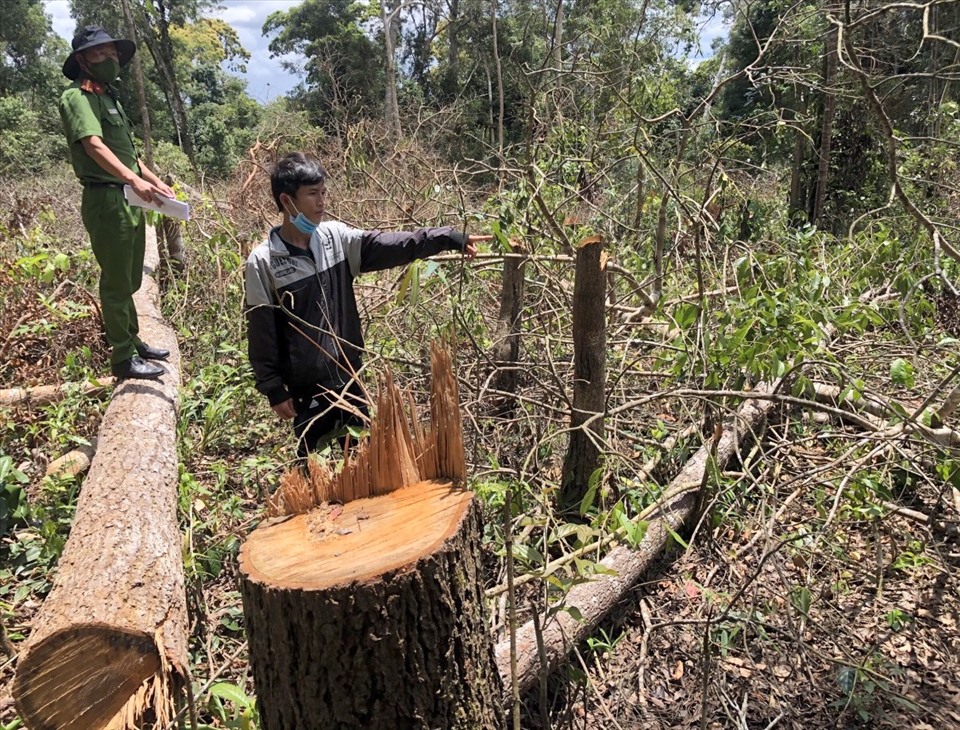 Chặt phá rừng ở Việt Nam.