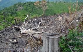 Tàn phá rừng gây ra những hậu quả gì.
