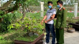 ăn trộm cây cảnh