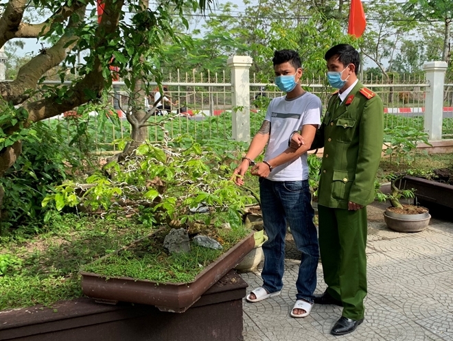 Ăn trộm cây cảnh có bị xử phạt theo quy định pháp luật không? ăn trộm cây cảnh