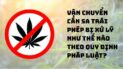 Vận chuyển cần sa trái phép bị xử lý như thế nào theo quy định pháp luật?