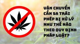 Vận chuyển cần sa trái phép bị xử lý như thế nào