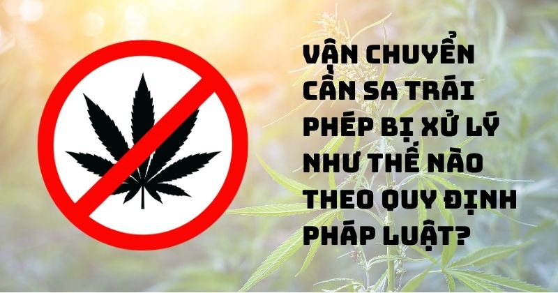 Vận chuyển cần sa trái phép bị xử lý như thế nào